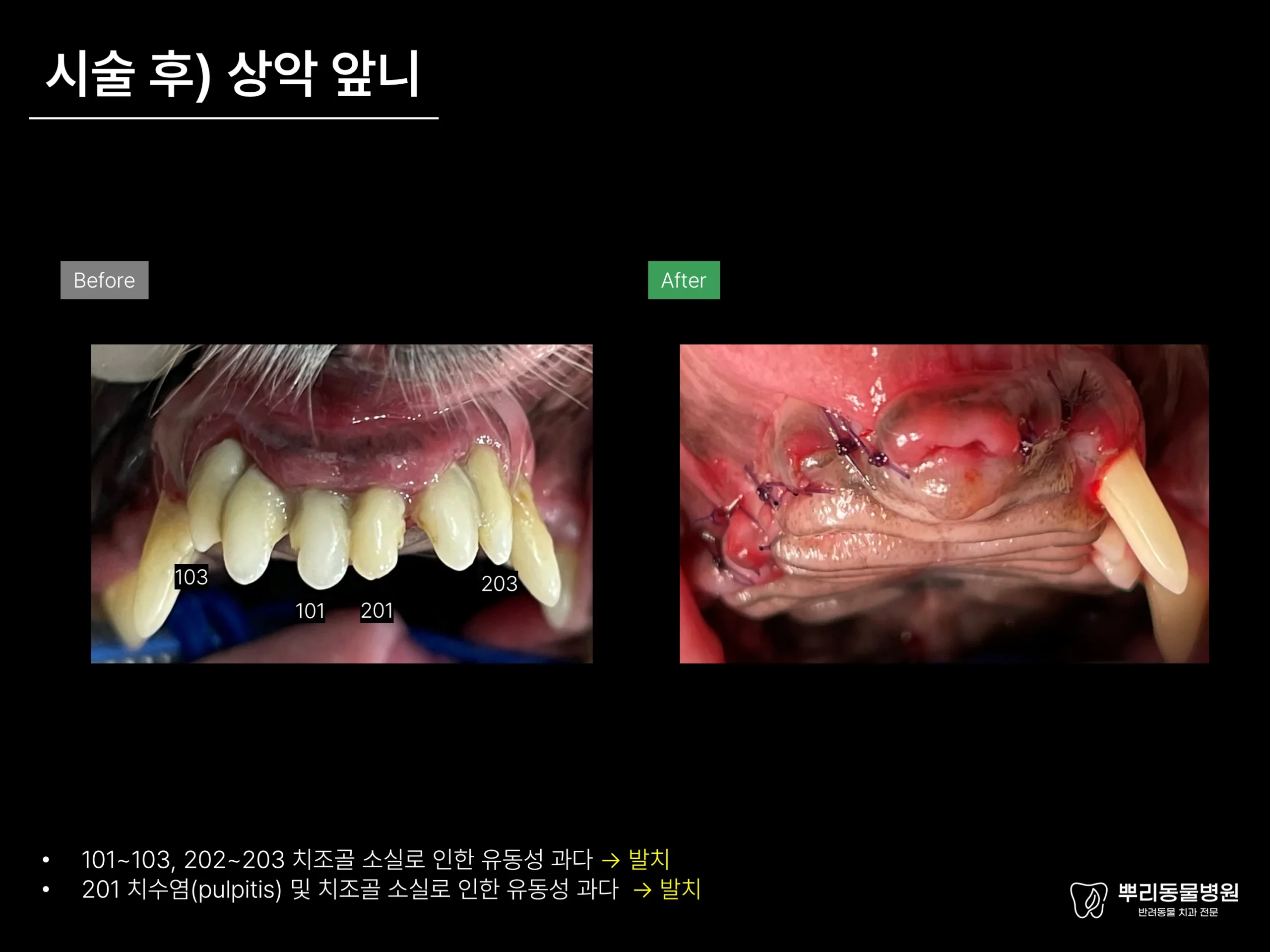 뿌리동물병원 치과 진료 레포트