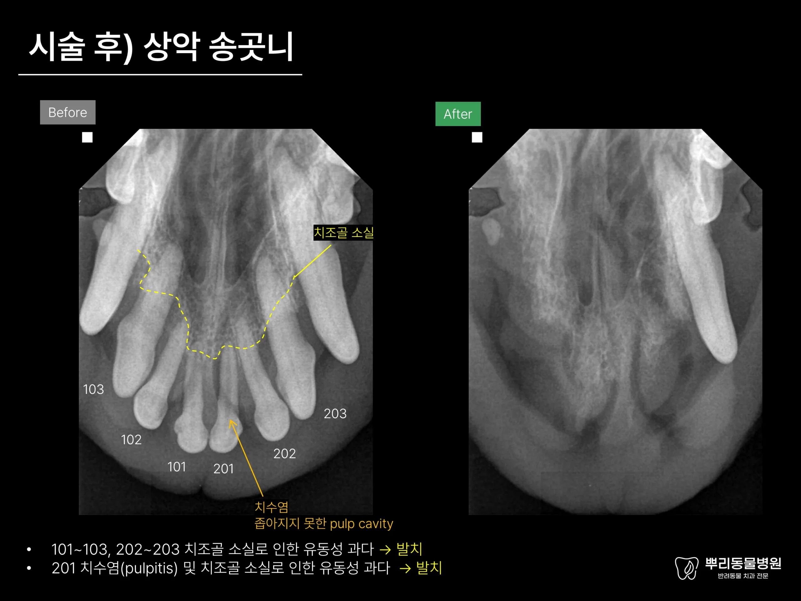 뿌리동물병원 치과 진료 레포트