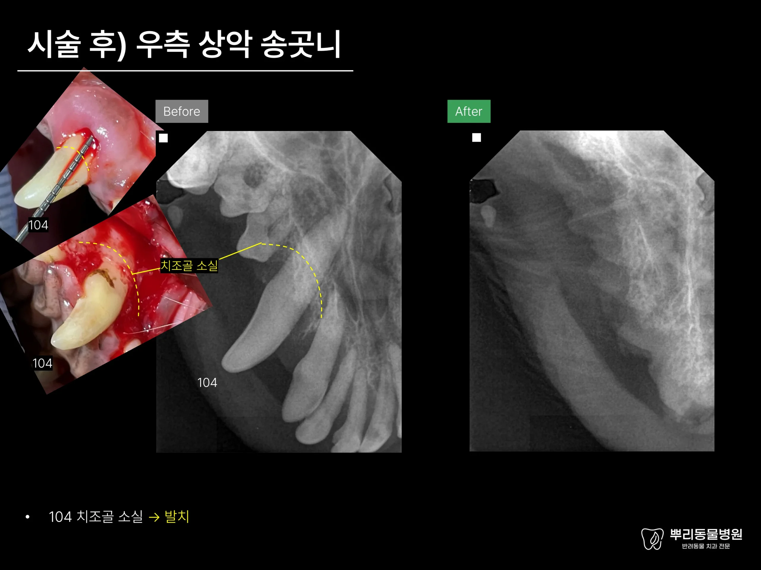 뿌리동물병원 치과 진료 레포트