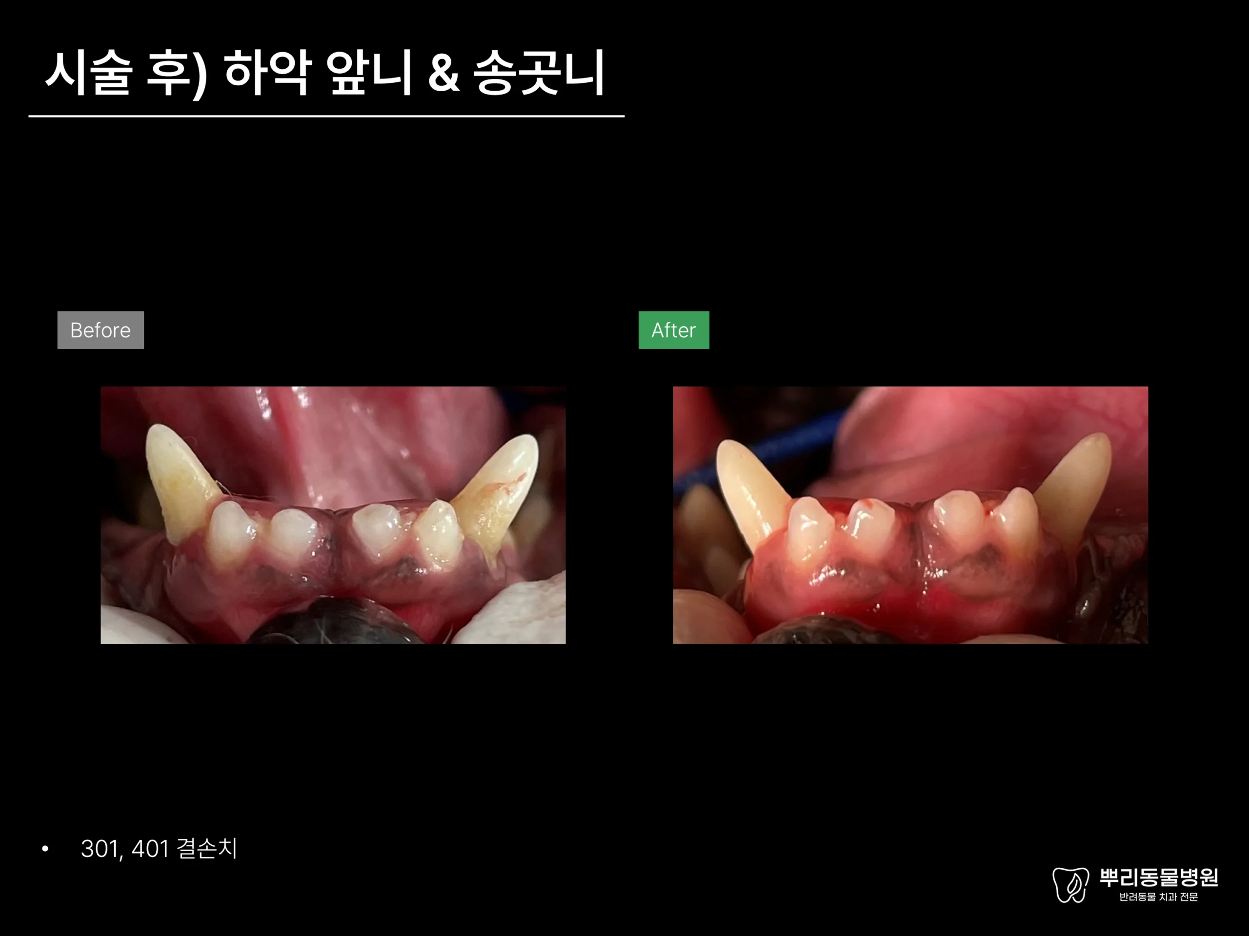 뿌리동물병원 치과 진료 레포트