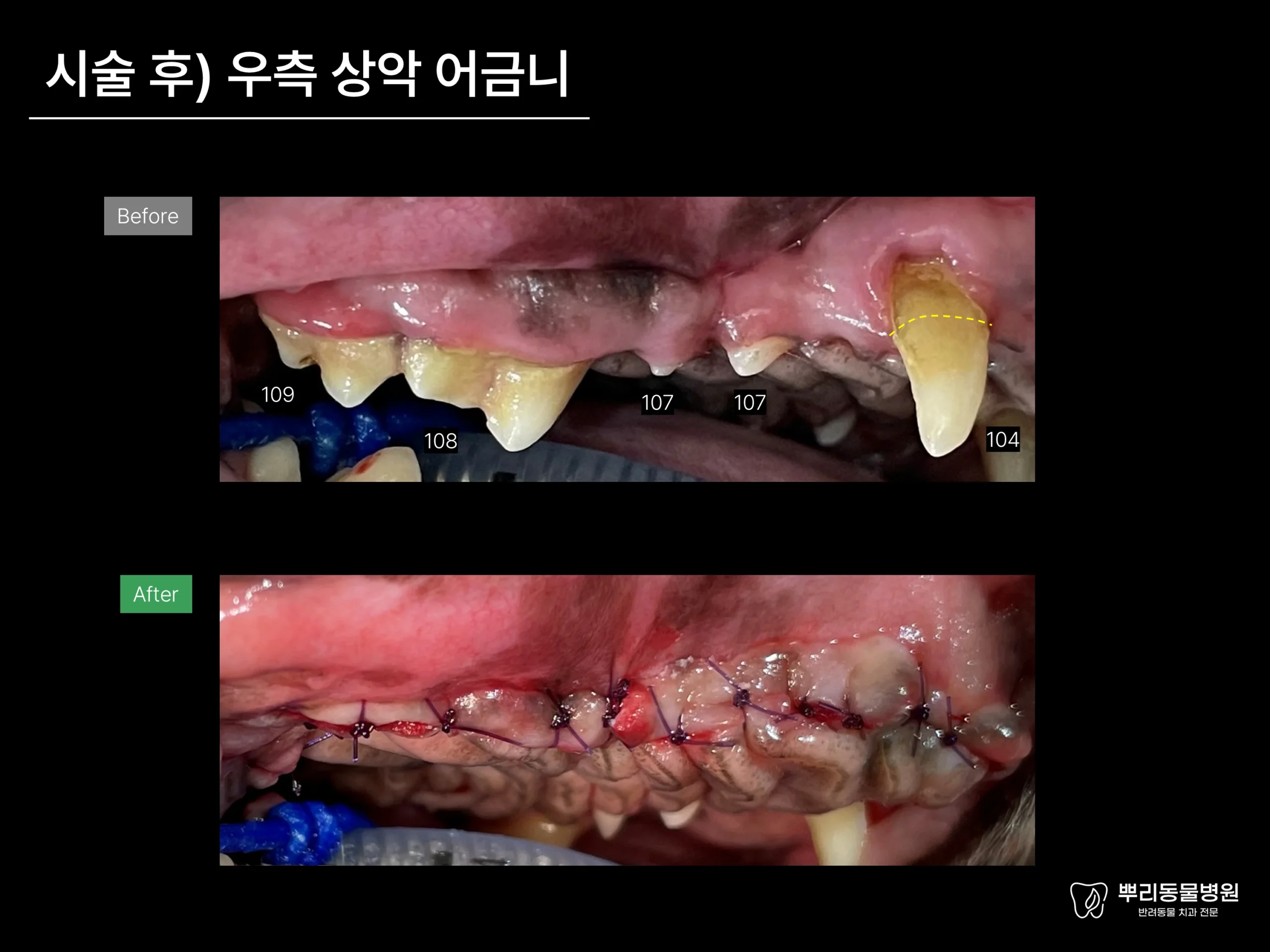 뿌리동물병원 치과 진료 레포트