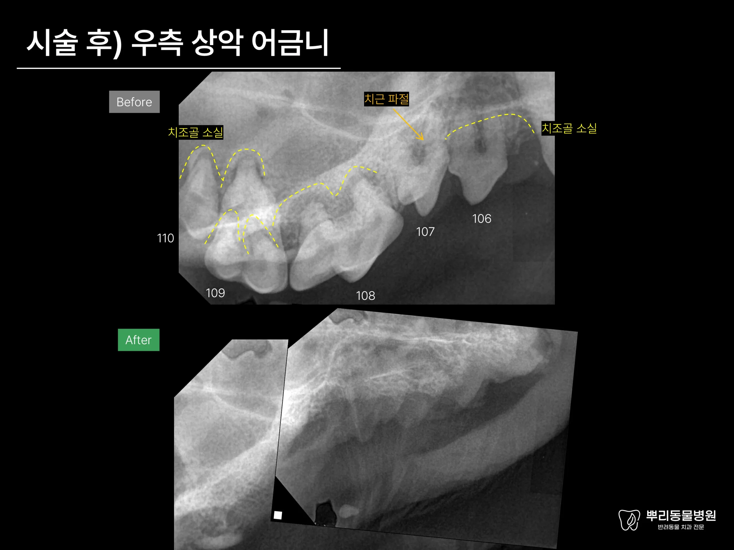 뿌리동물병원 치과 진료 레포트