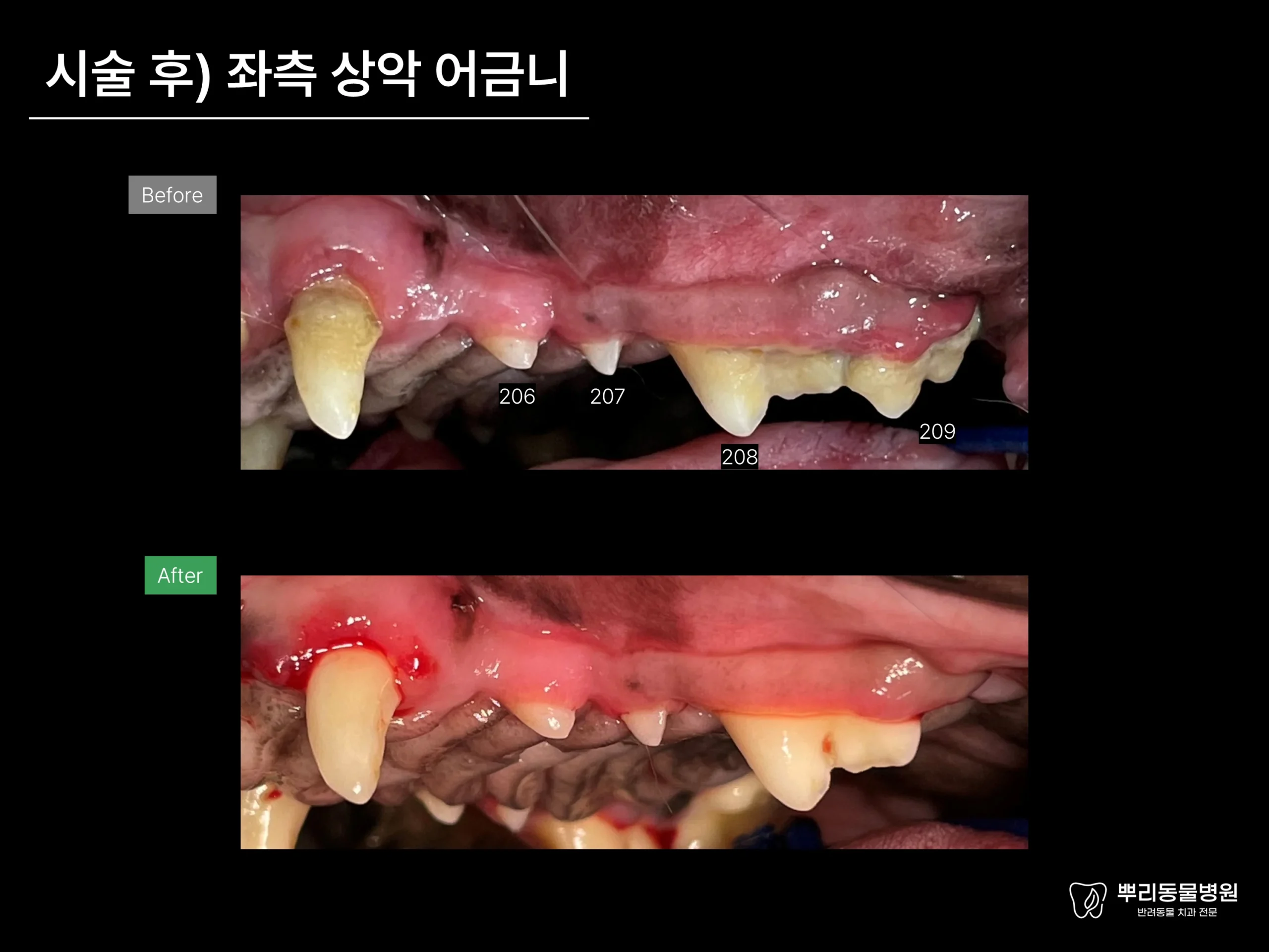 뿌리동물병원 치과 진료 레포트