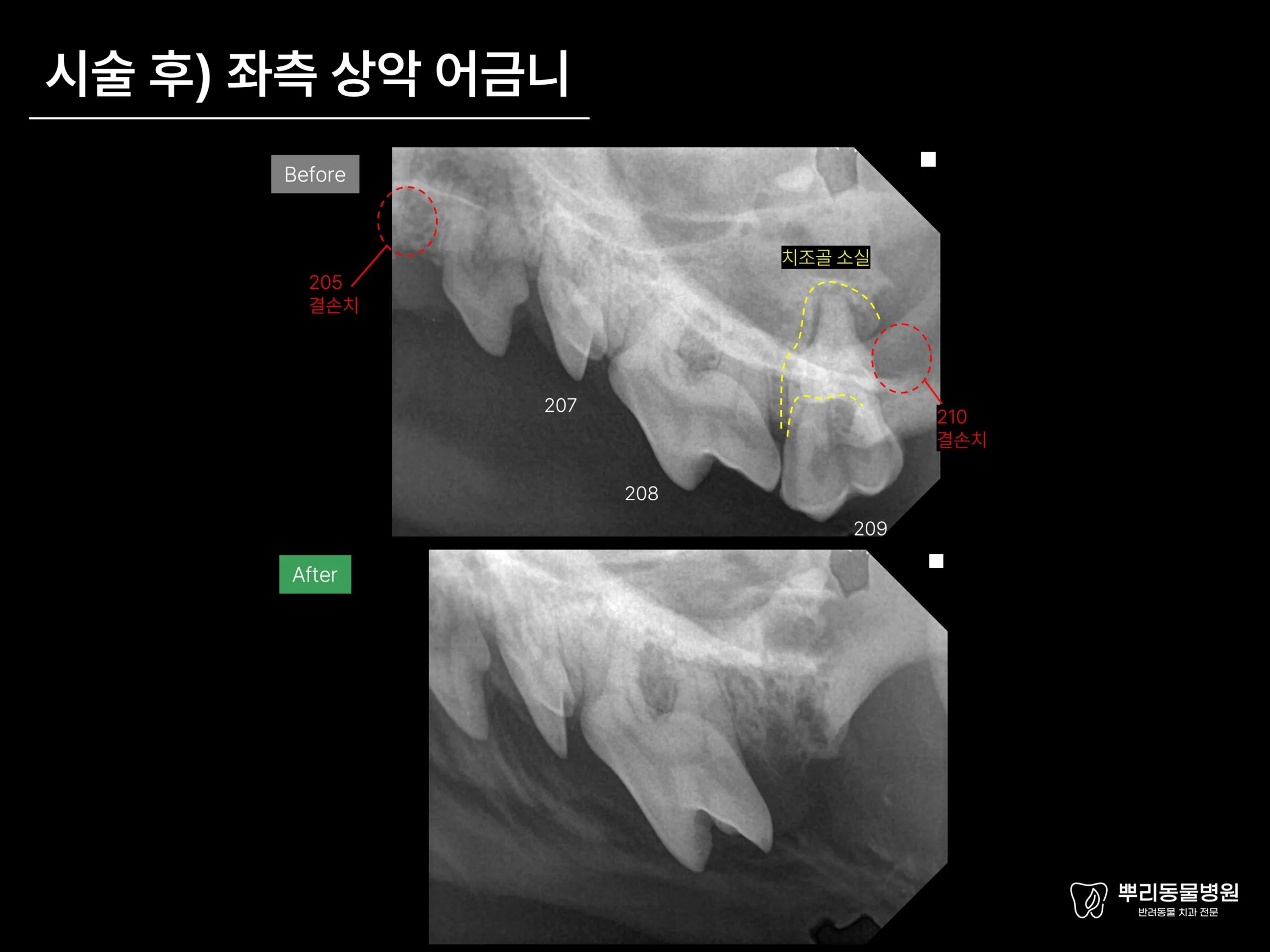 뿌리동물병원 치과 진료 레포트