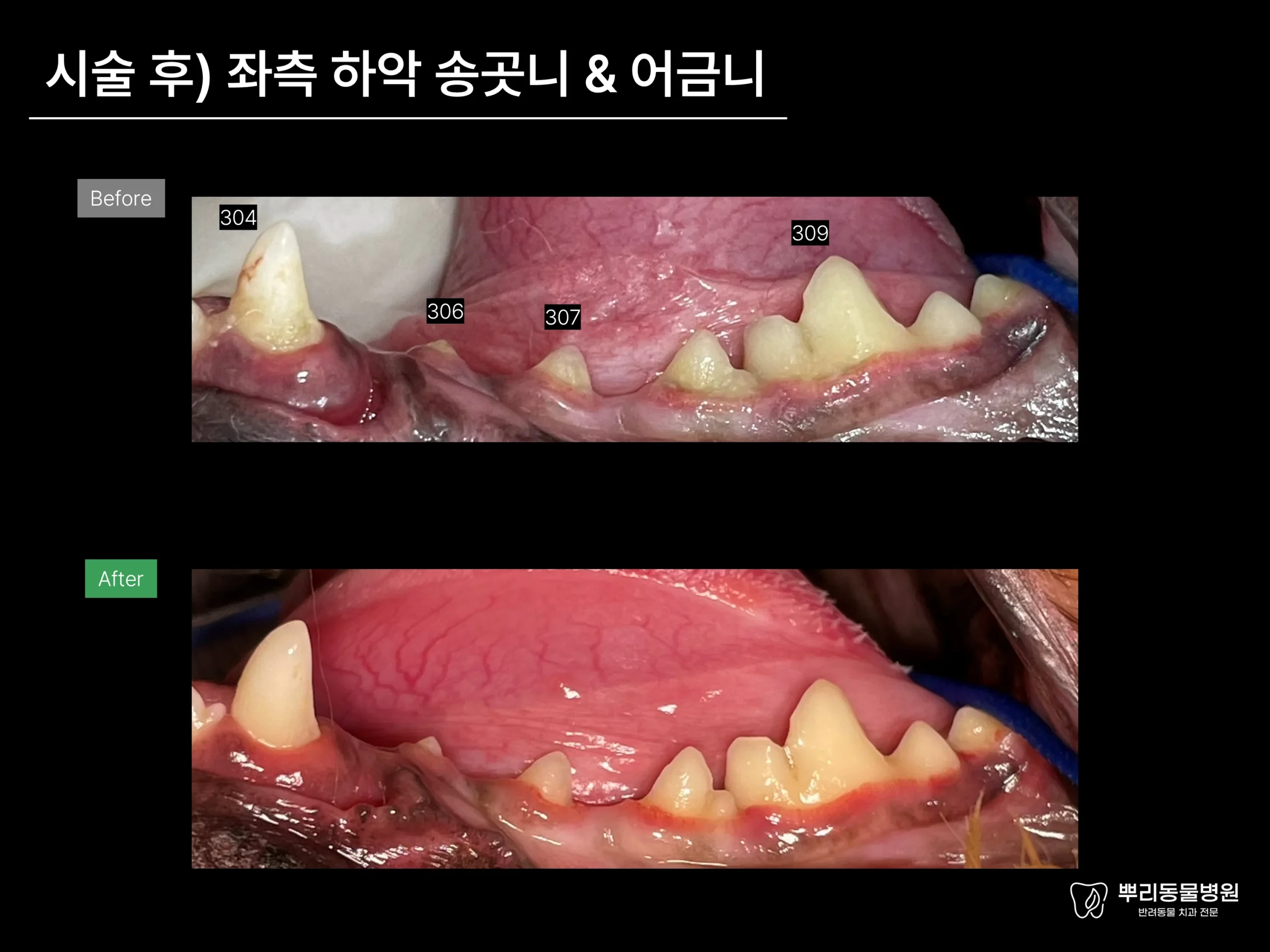 뿌리동물병원 치과 진료 레포트