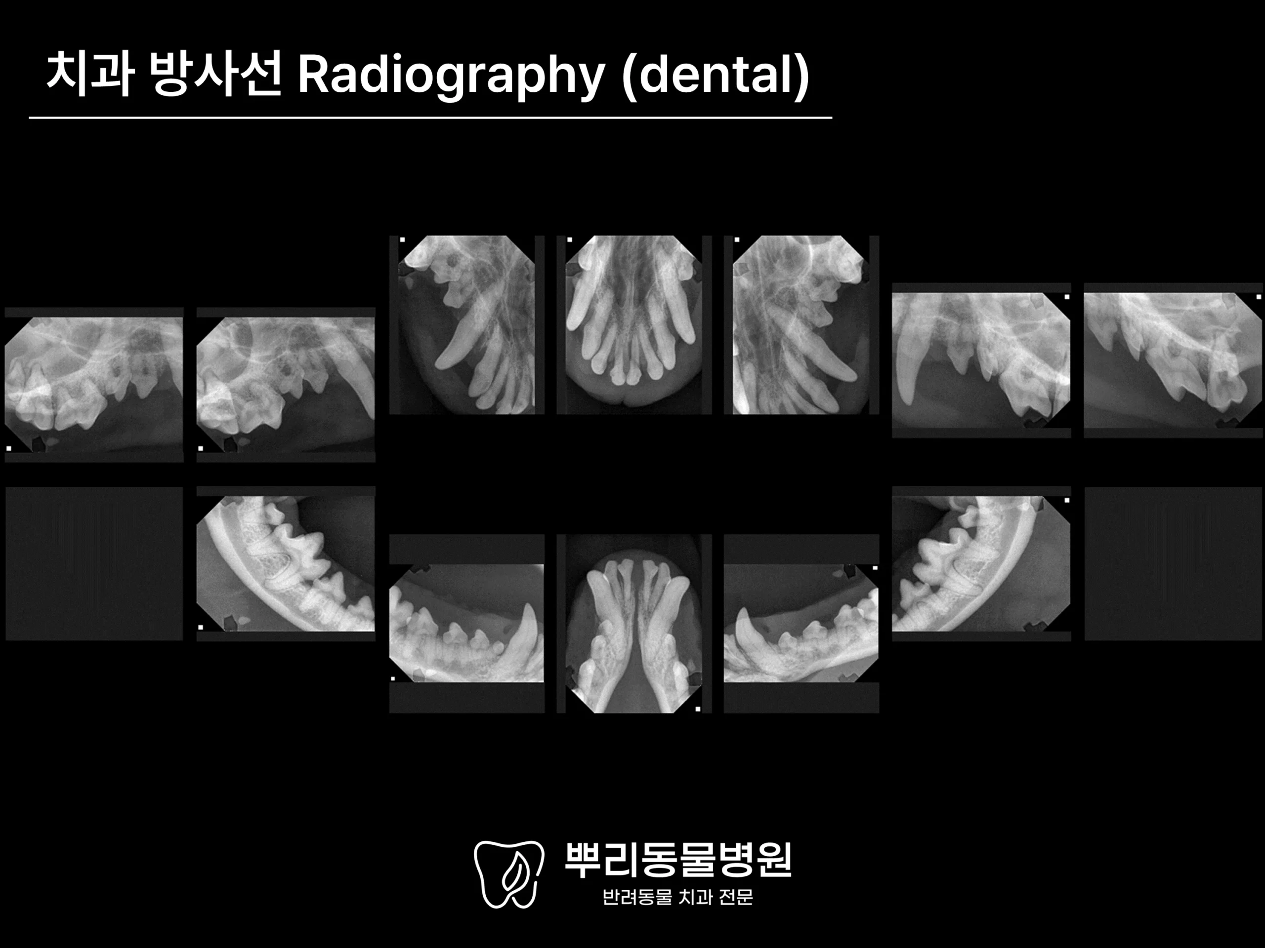 뿌리동물병원 치과 진료 레포트