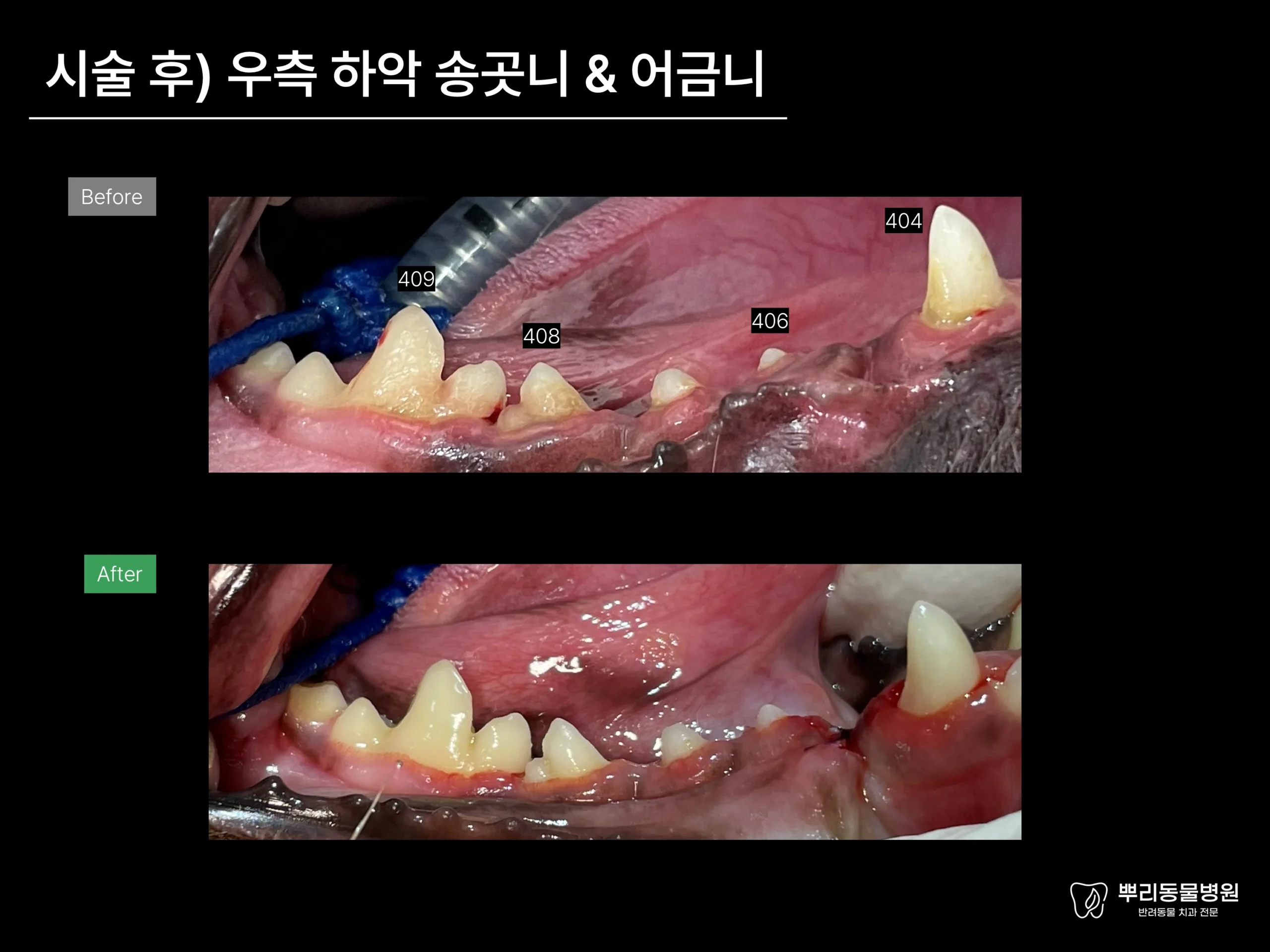 뿌리동물병원 치과 진료 레포트