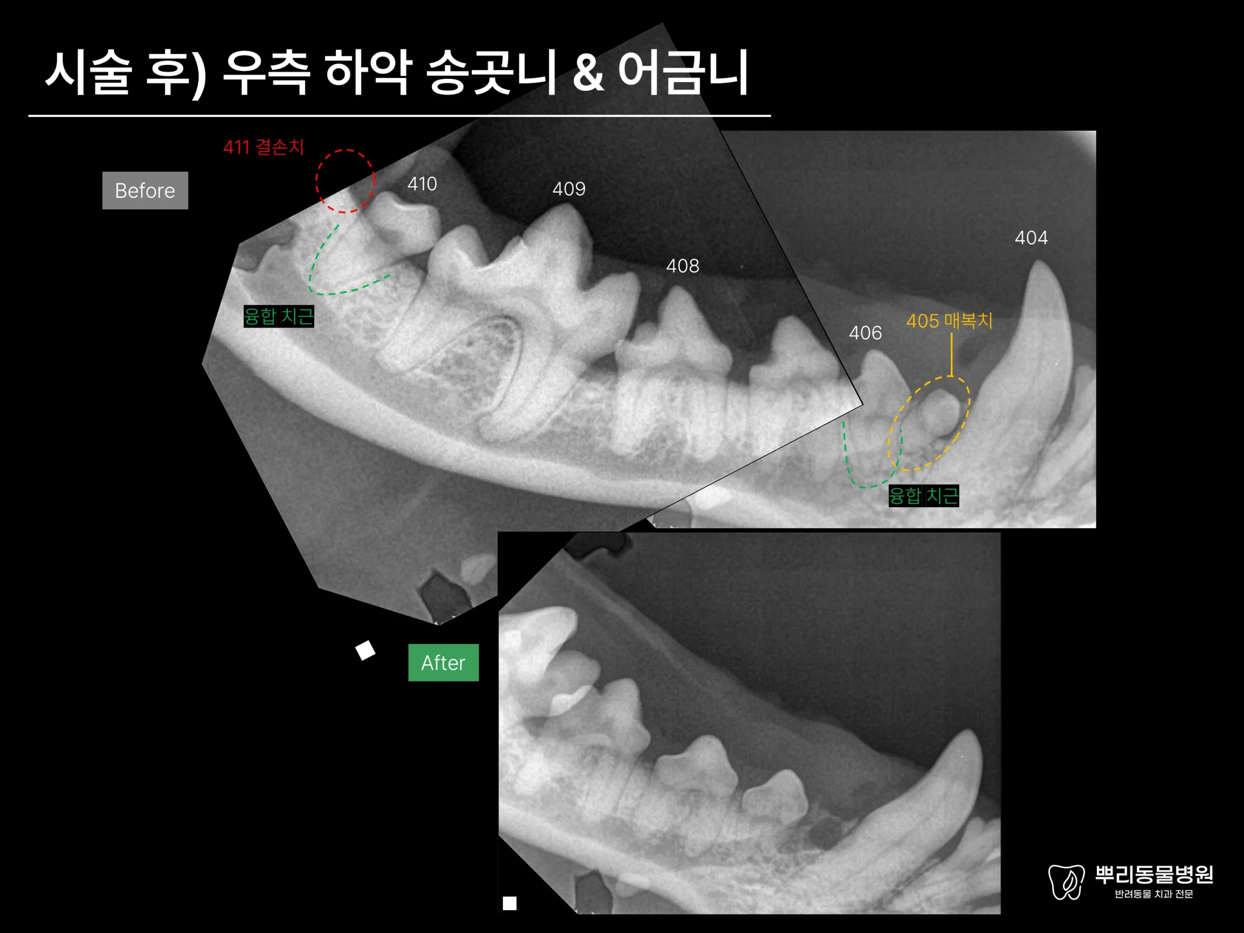 뿌리동물병원 치과 진료 레포트