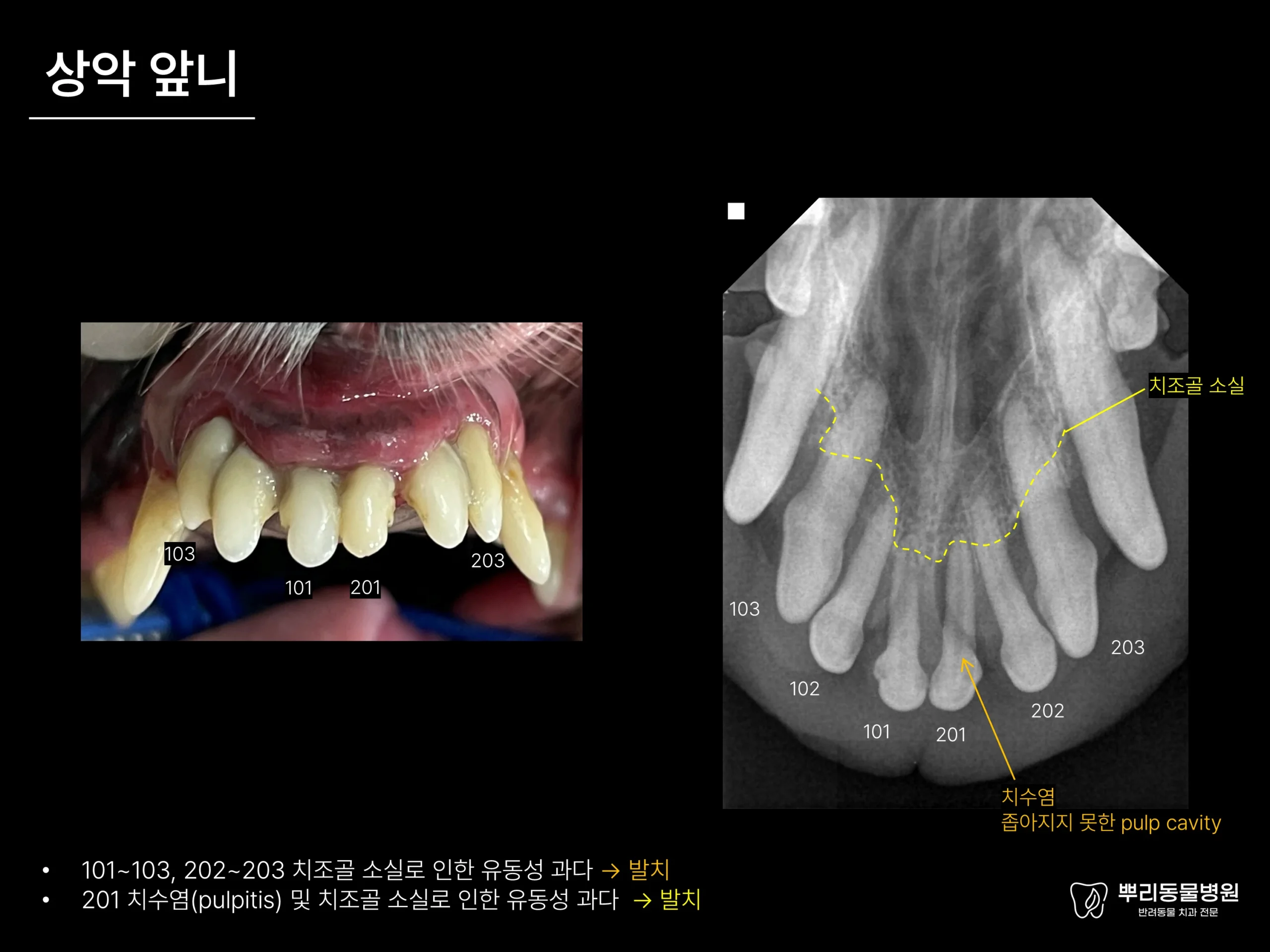 뿌리동물병원 치과 진료 레포트