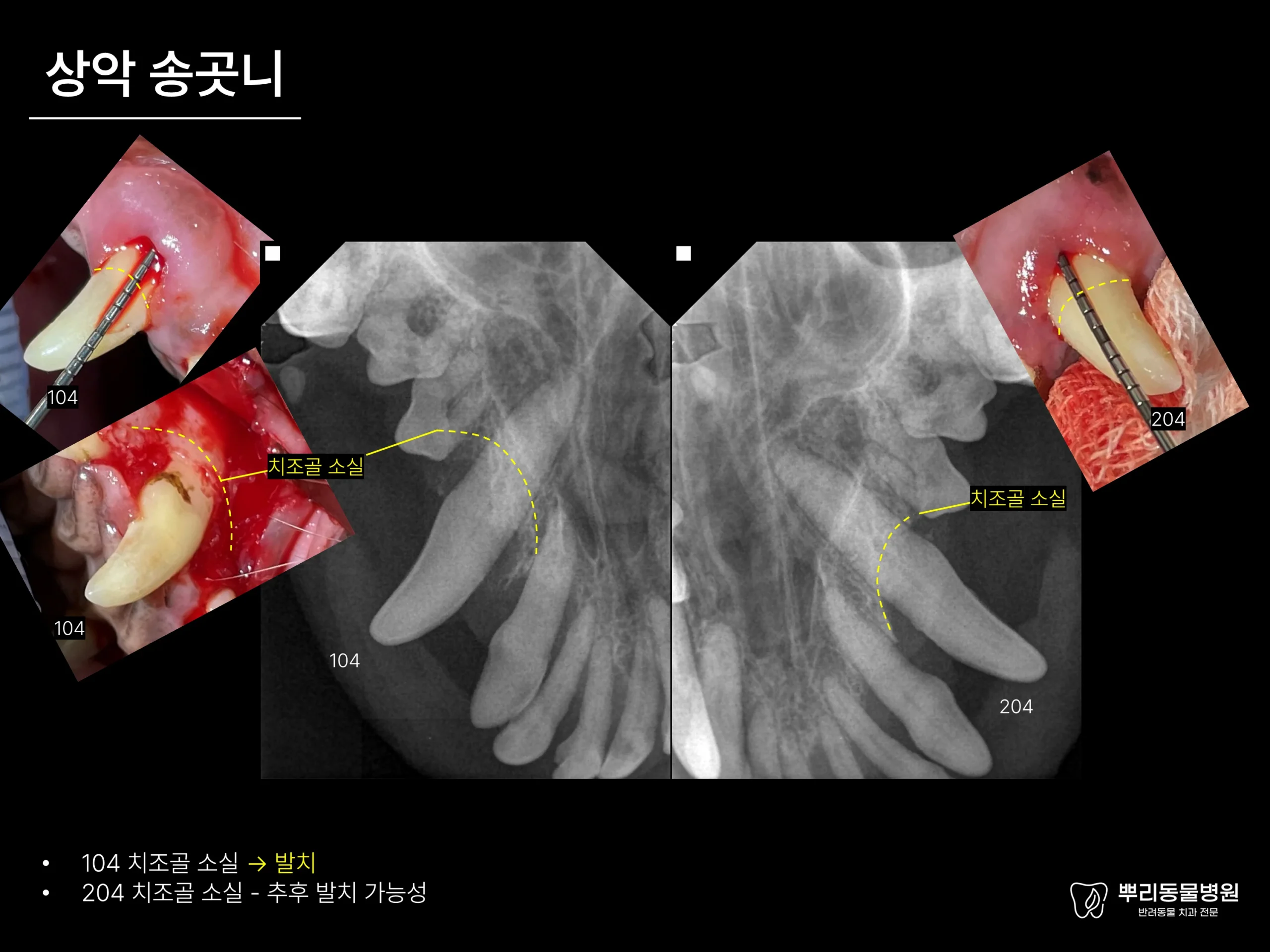 뿌리동물병원 치과 진료 레포트