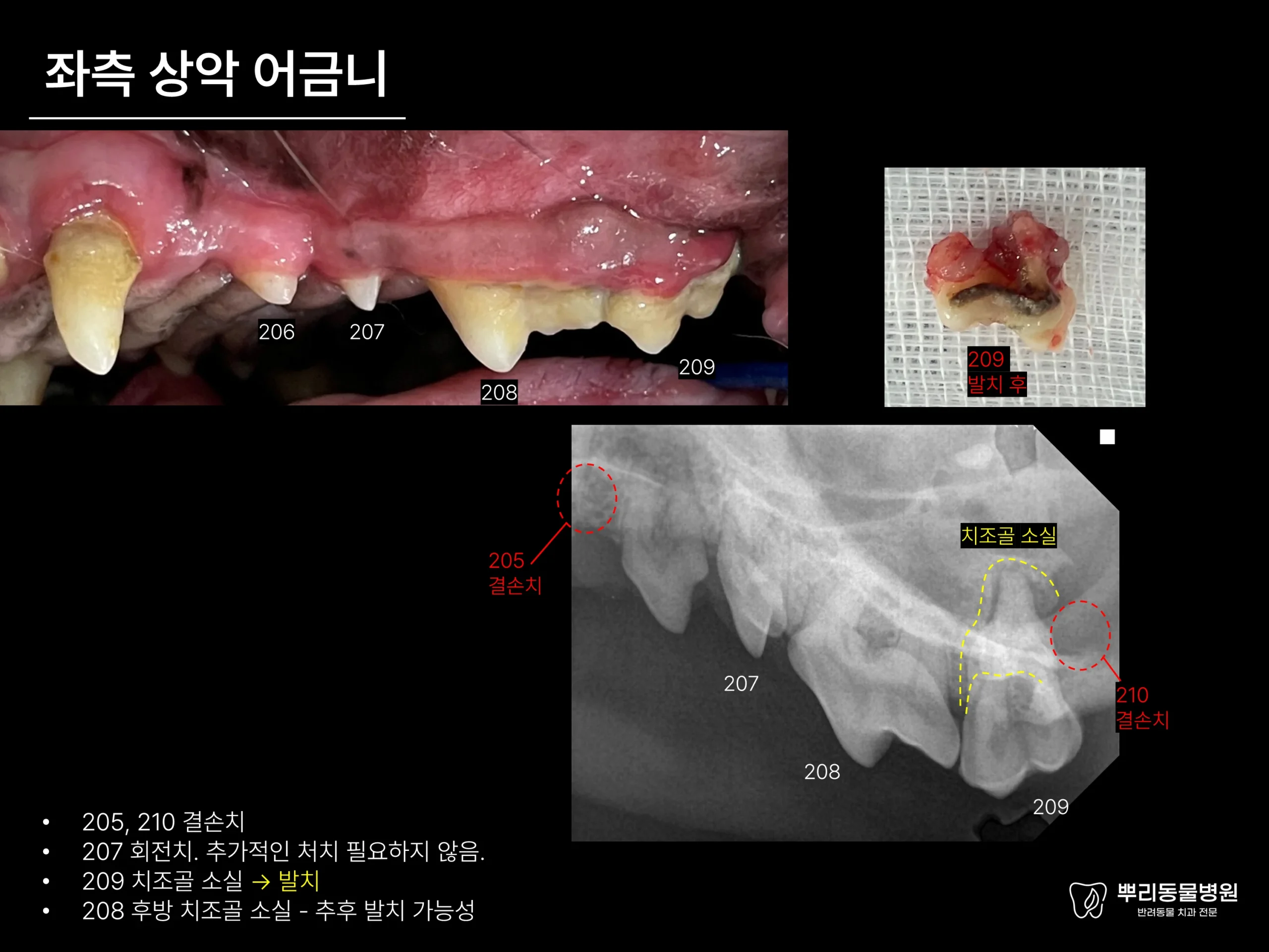 뿌리동물병원 치과 진료 레포트