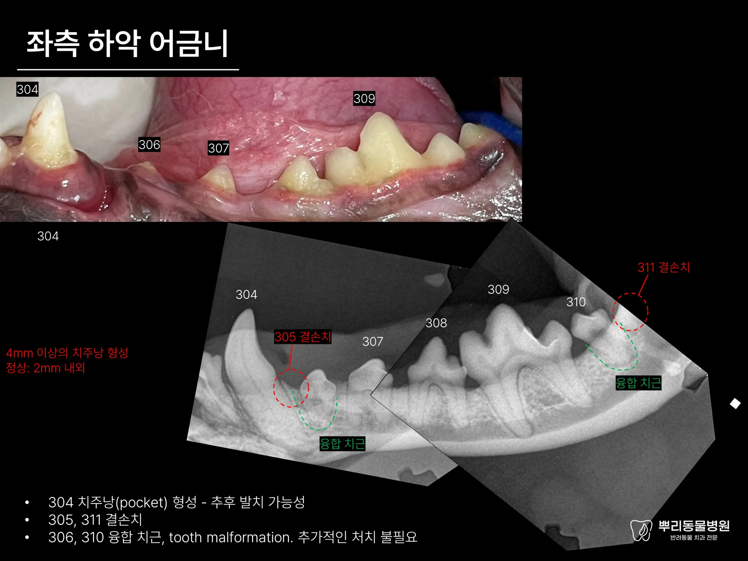 뿌리동물병원 치과 진료 레포트