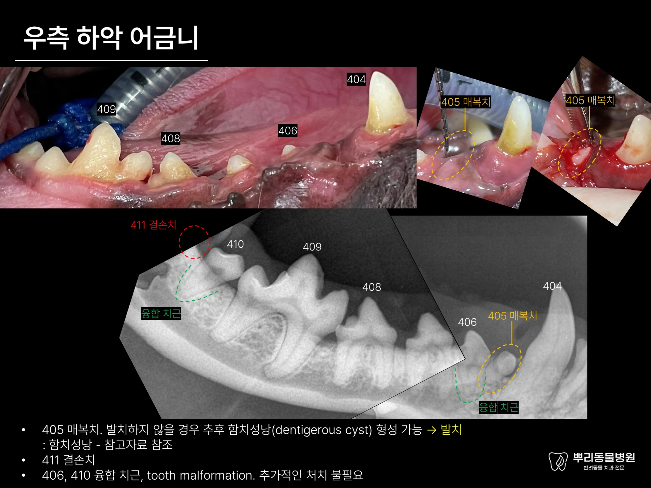 뿌리동물병원 치과 진료 레포트