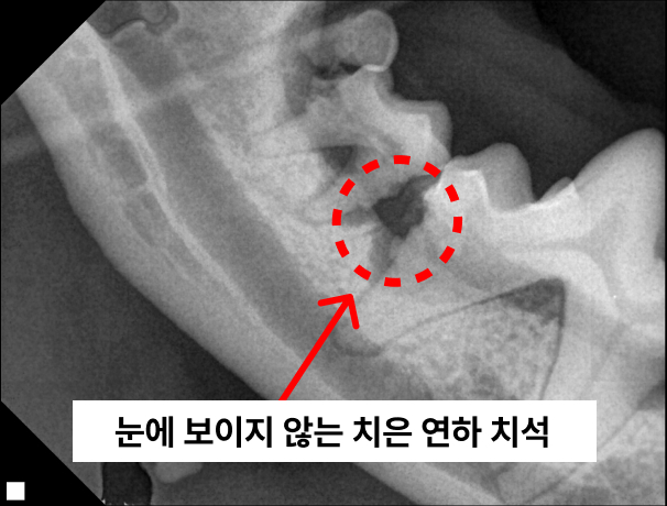 반려동물 스케일링