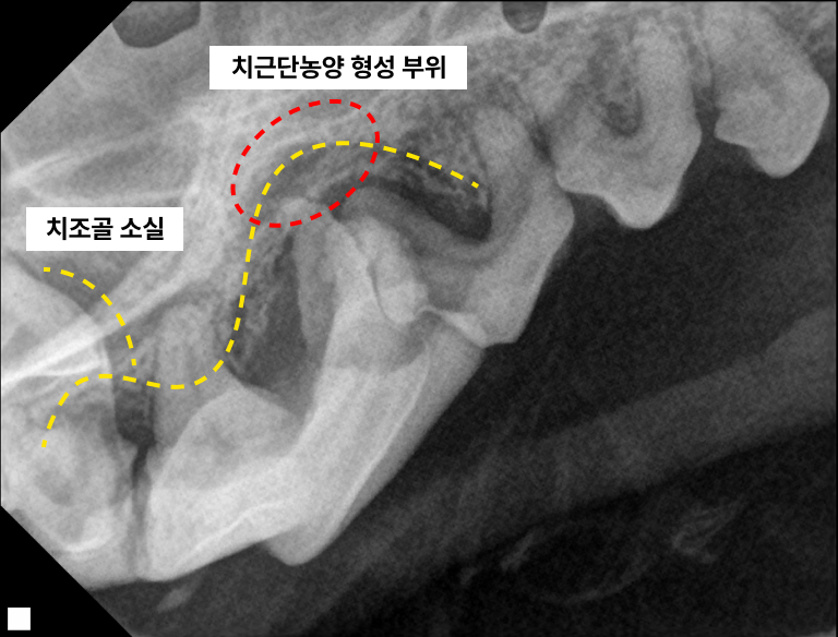 뿌리동물병원