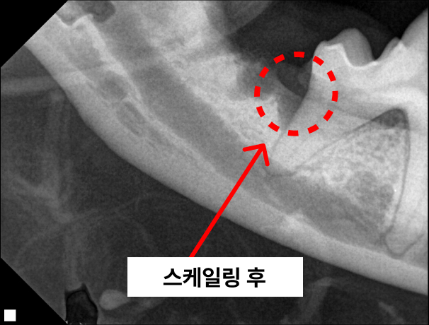 반려동물 스케일링