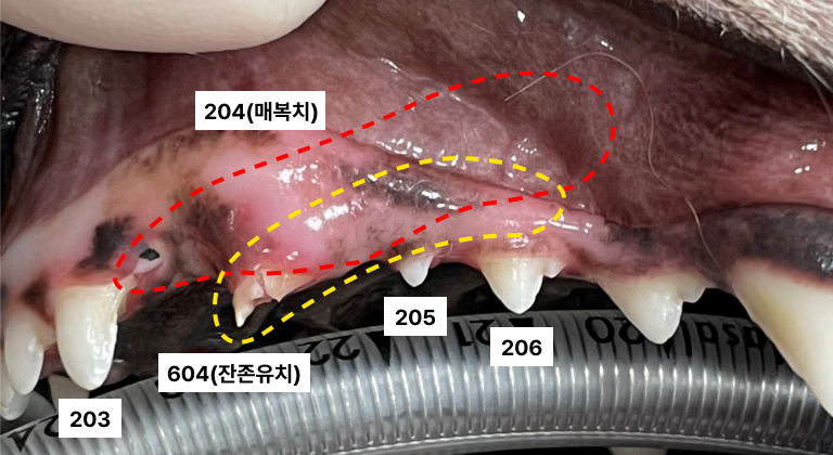 뿌리동물병원