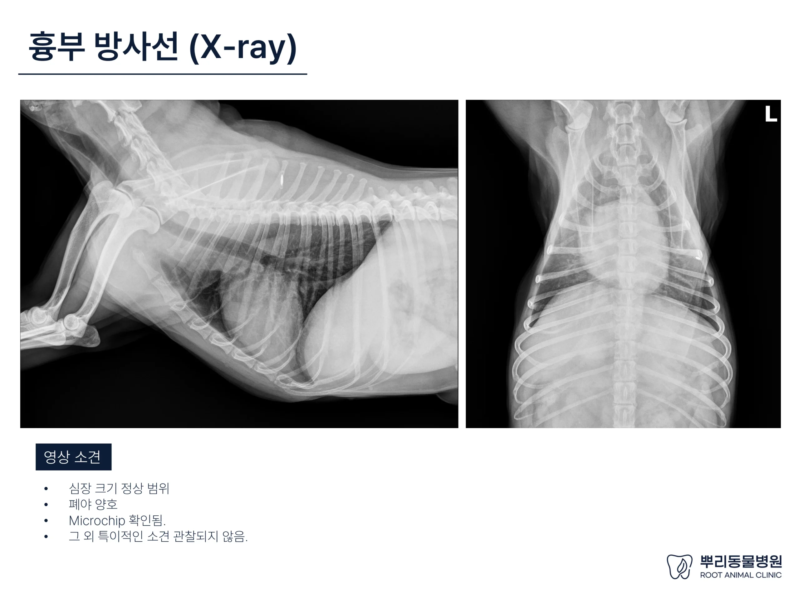 뿌리동물병원 건강검진 레포트