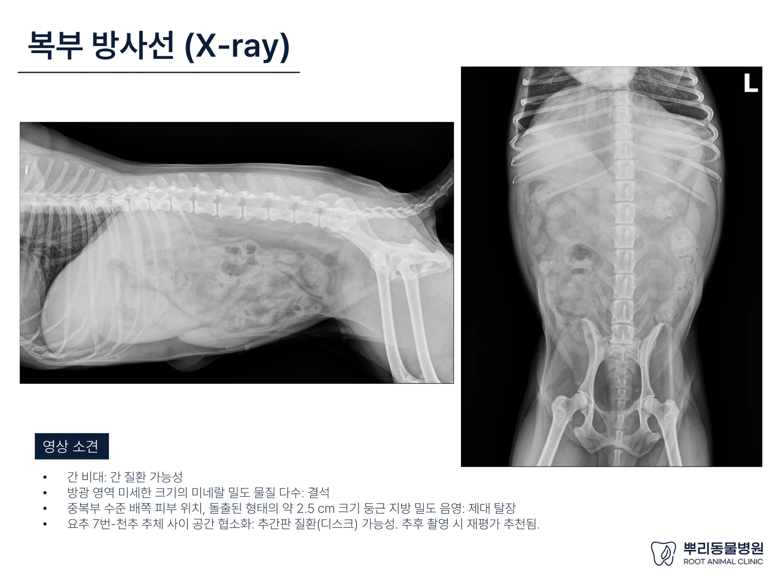 뿌리동물병원 건강검진 레포트