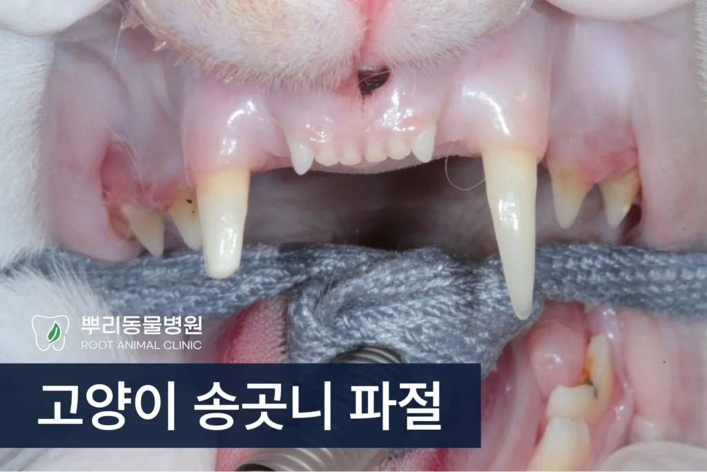 고양이 송곳니 파절