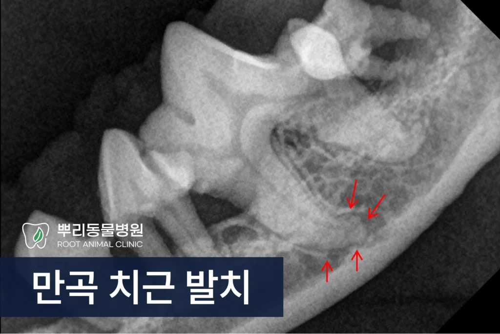 강아지 치주염 만곡 치근 발치