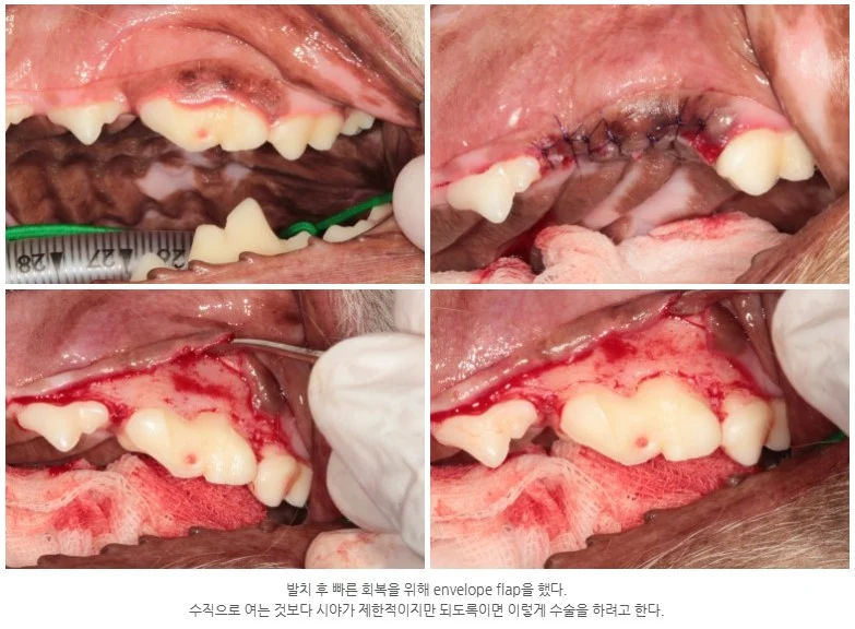 대형견 치아 파절 1