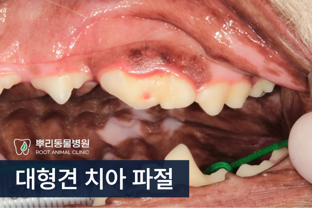 대형견 치아파절