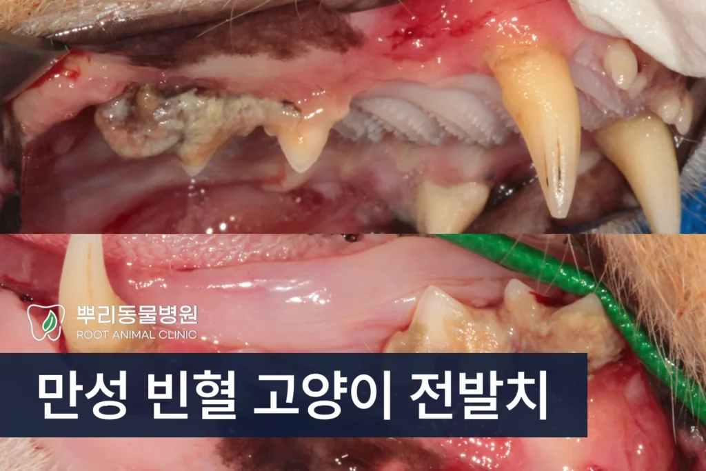 만성 빈혈 고양이 노령묘 치주염 전발치