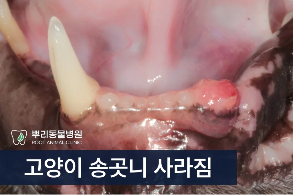 사라진 고양이 송곳니