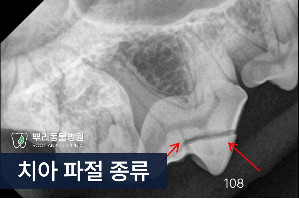 강아지 이빨 부러짐 치아 파절