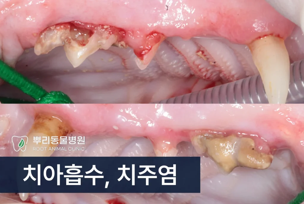 노령묘 치아흡수와 치주염