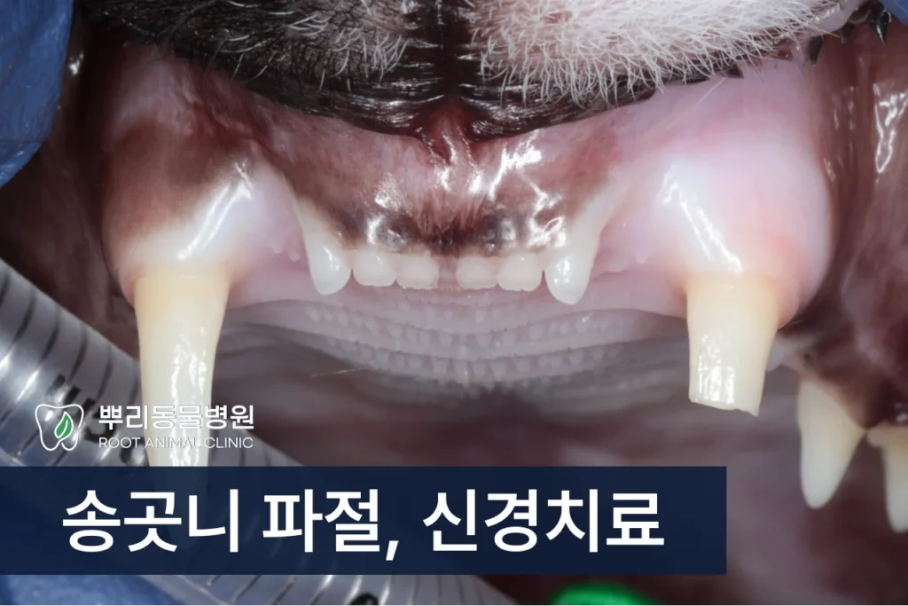 고양이 송곳니 파절 신경치료