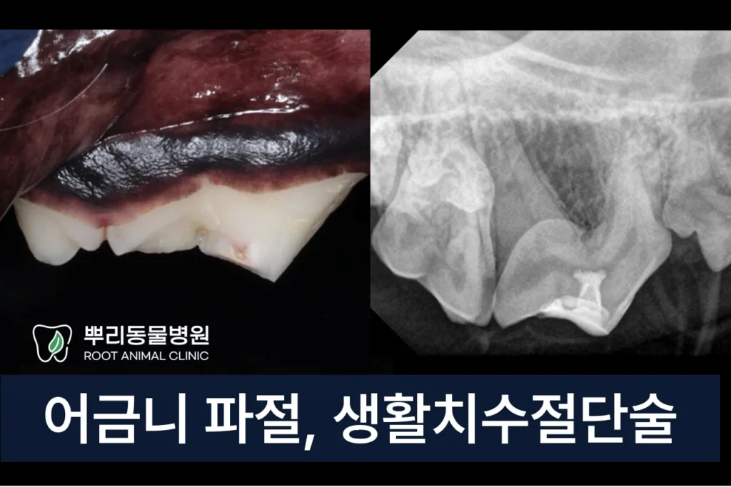 강아지 어금니 파절