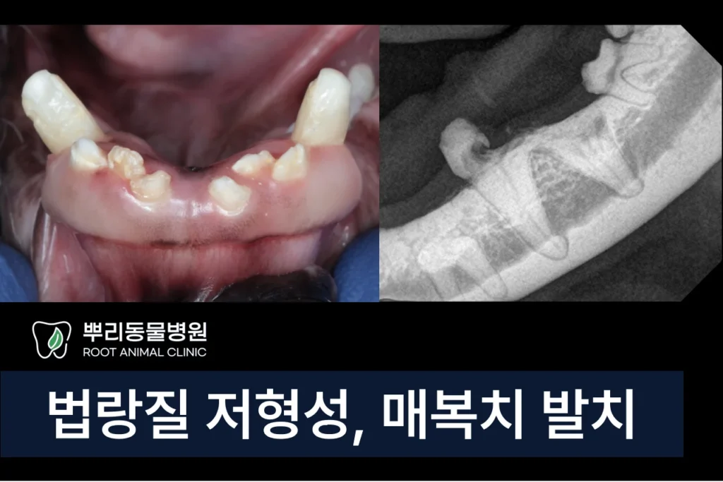 강아지 법랑질 저형성 치아흡수 매복치 발치