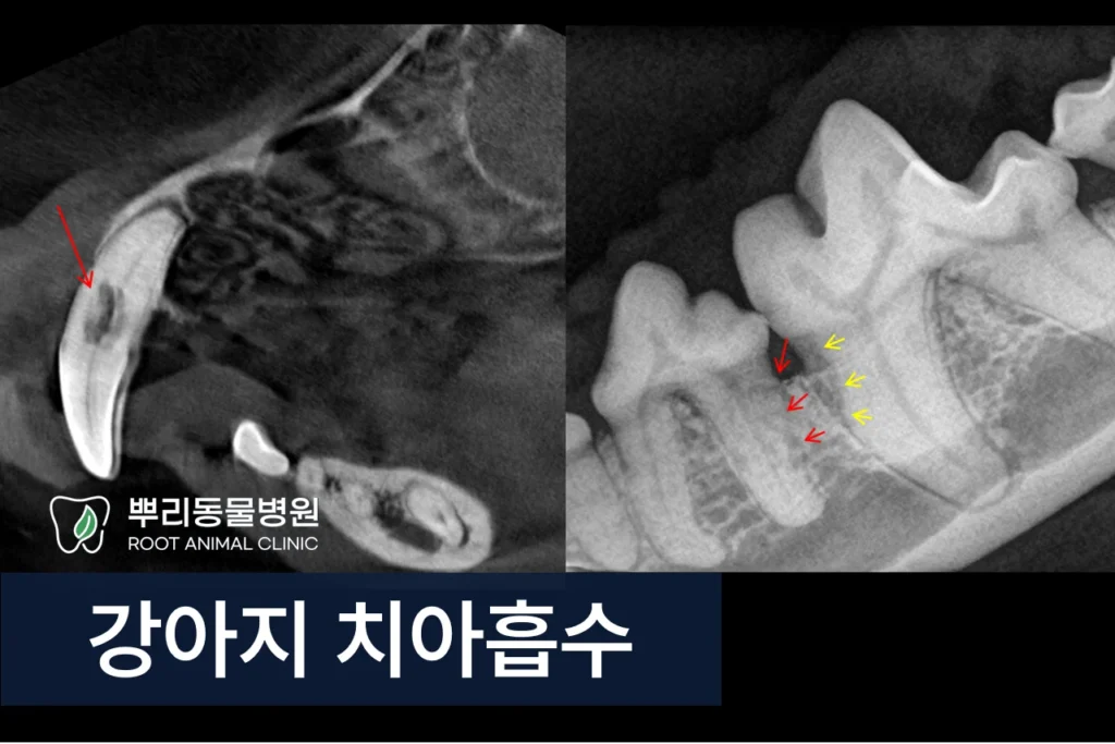 강아지 치아흡수