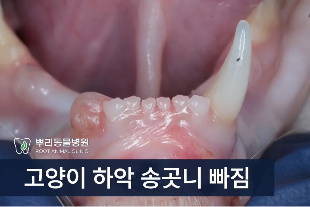 고양이 송곳니 빠짐 부러짐 사라짐 치아흡수