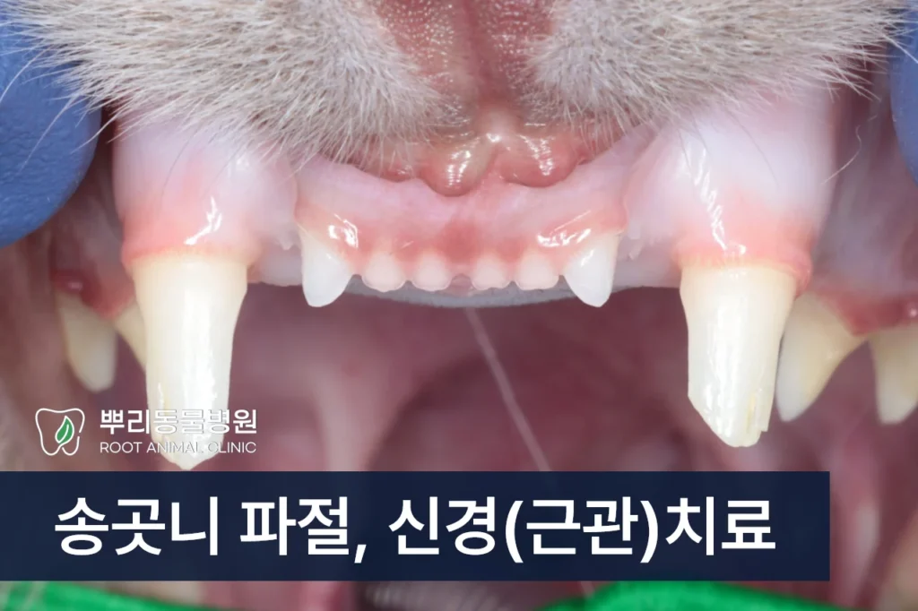 고양이 송곳니 부러짐 파절 신경치료