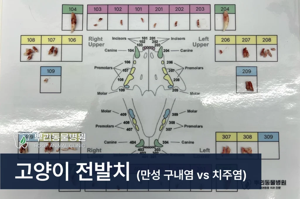 고양이 전발치