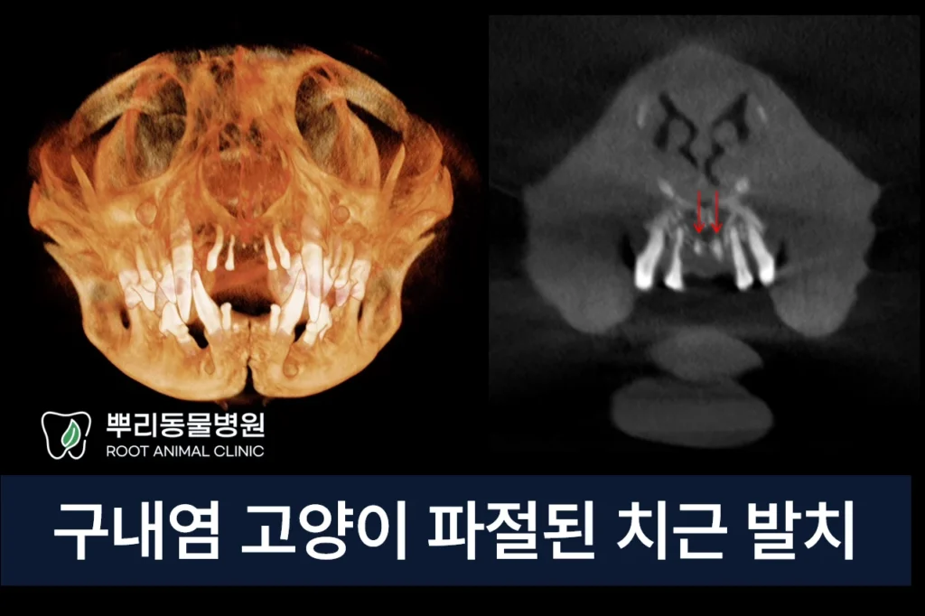 구내염 고양이 파절 잔존치근 발치