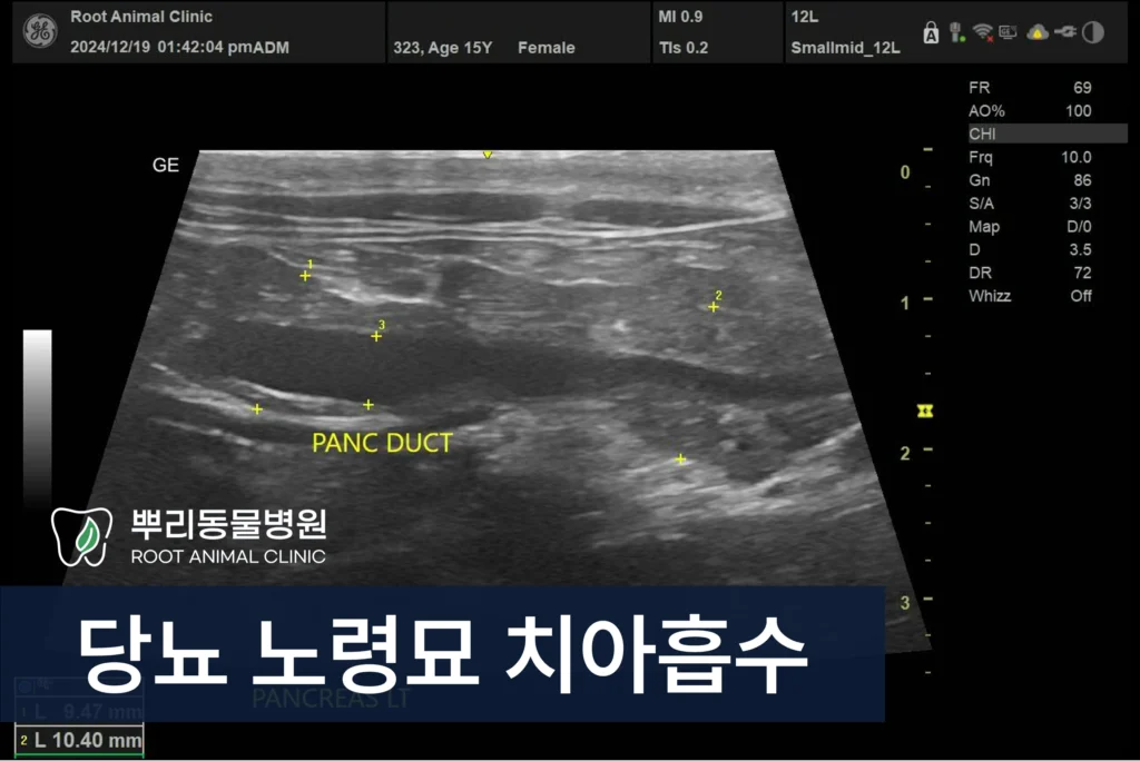 당뇨 고양이 노령묘 마취 치아흡수 발치