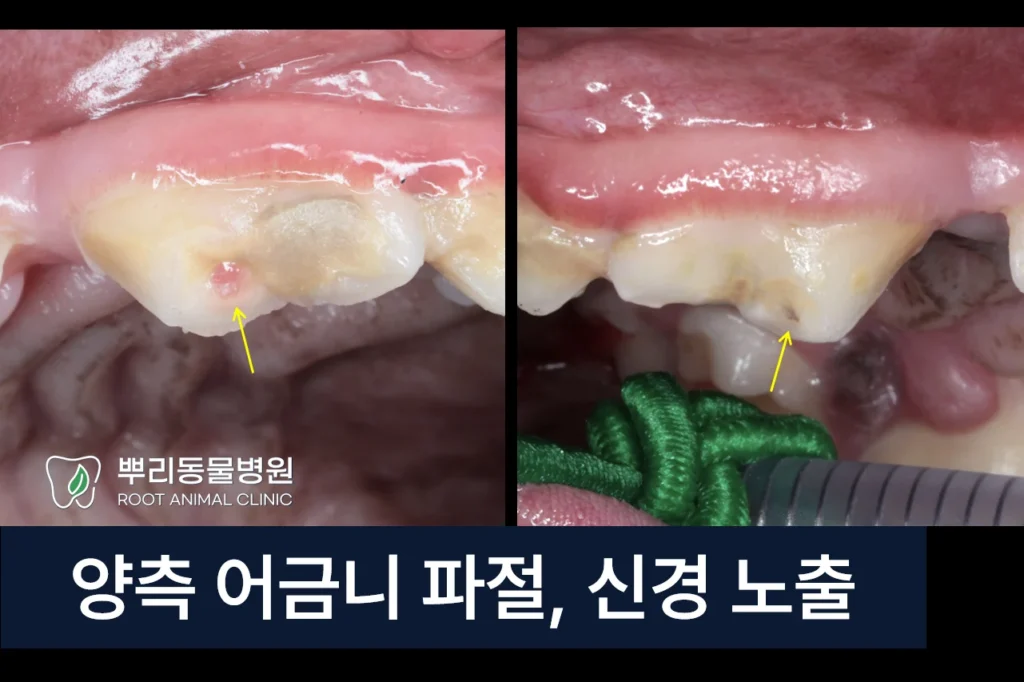 강아지 양측 어금니 파절