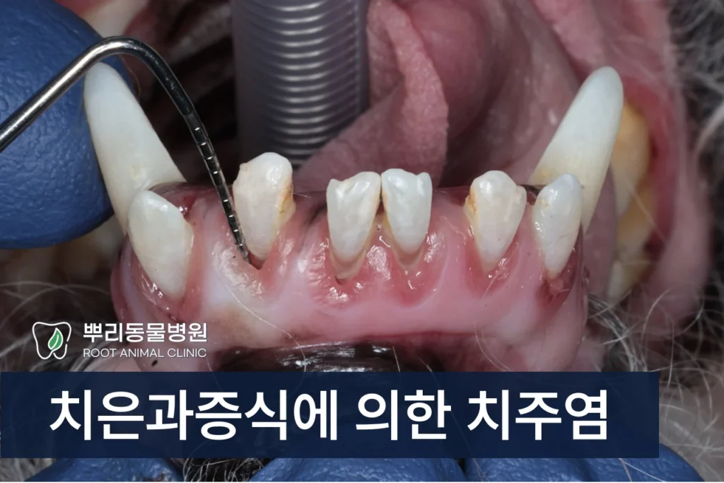 강아지 치은과증식 치주염 치은절제술