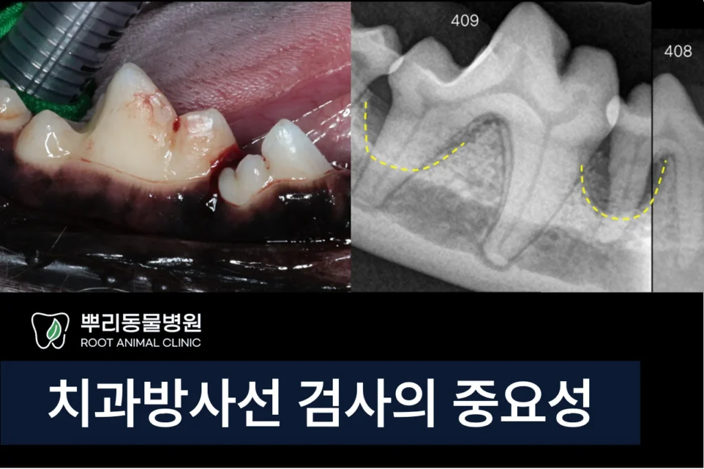 강아지 치주염 치과방사선 치아방사선