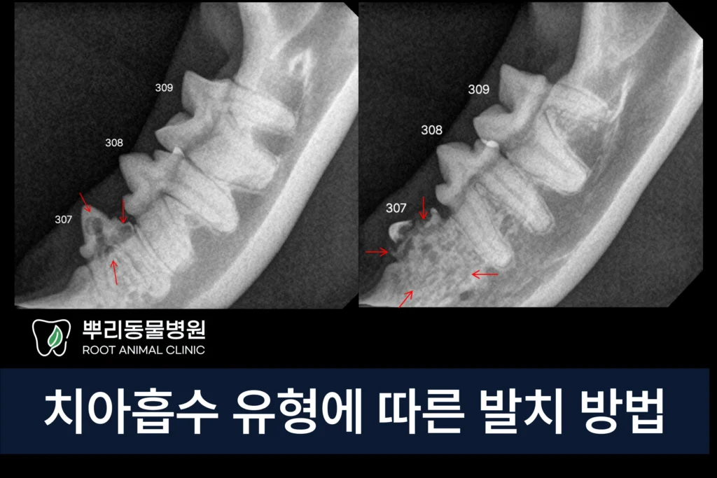 고양이 치아흡수 발치