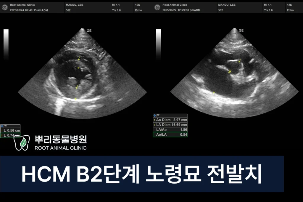 HCM B2 노령묘 전발치