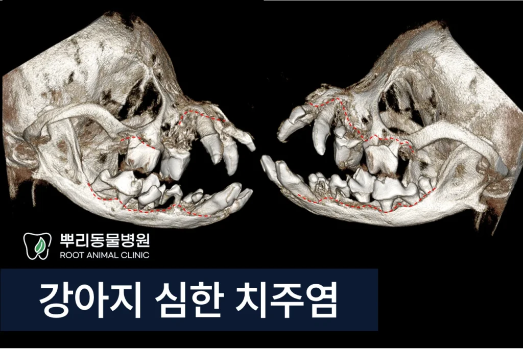 강아지 심한 치주염 전발치