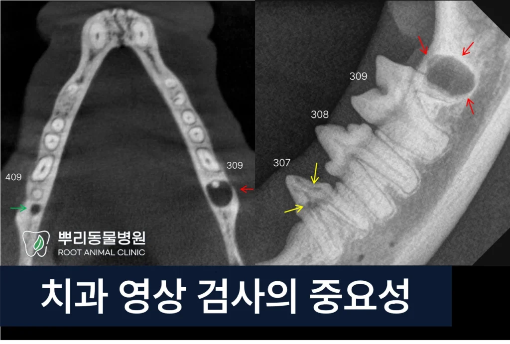 고양이 치과 영상 검사 치성 낭종 치아흡수