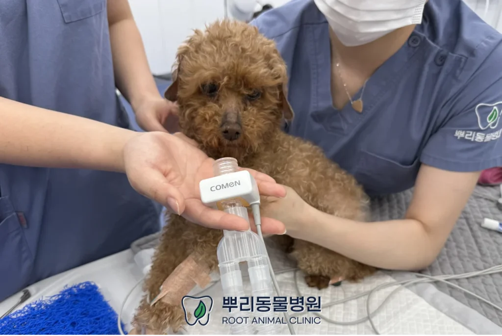 보글이의 캐나다 출국 전 건강검진 스케일링