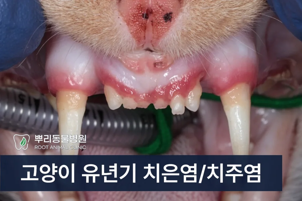 고양이 유년기 치은염 치주염 전발치
