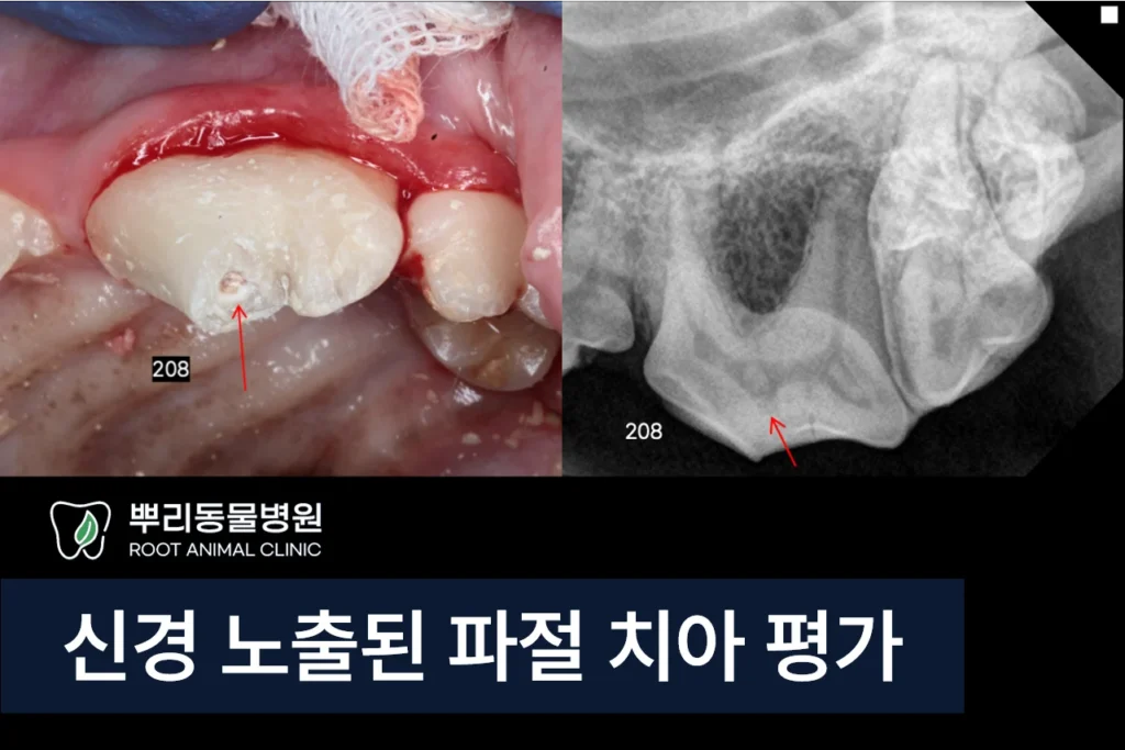 강아지 치아파절 평가